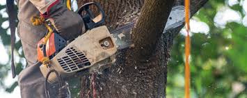 Pest Control for Lawns in Legend Lake, WI