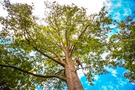 Best Tree Trimming and Pruning  in Legend Lake, WI