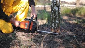 How Our Tree Care Process Works  in  Legend Lake, WI