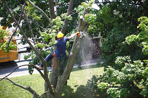 Legend Lake, WI Tree Care Company